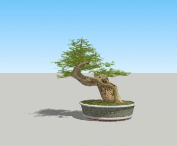 中式松树盆栽-ID:661026008