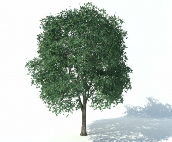 Modern Tree-ID:151932959