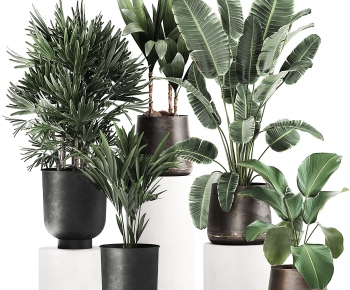 Modern Potted Green Plant-ID:366302016