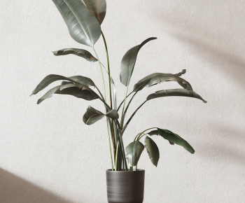 Modern Potted Green Plant-ID:811560253