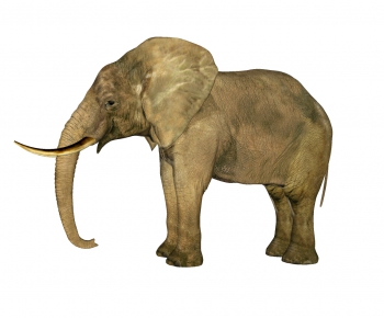 现代非洲象-ID:130290992