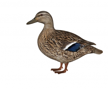 Modern Animal Duck-ID:809019092