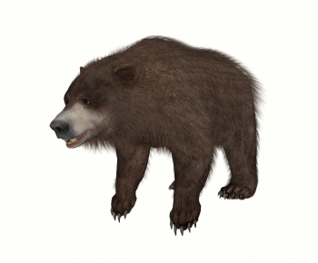 现代熊-ID:374952089