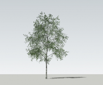 Modern Tree-ID:443887002