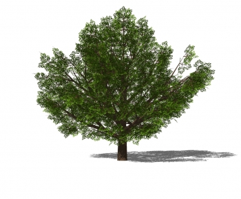 Modern Tree-ID:439631941