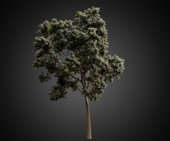 现代树-ID:202508931