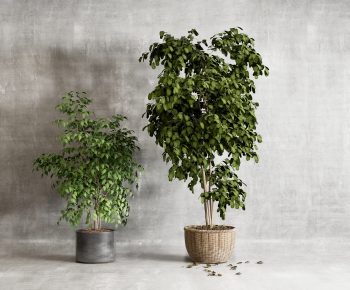 Wabi-sabi Style Potted Green Plant-ID:131452089
