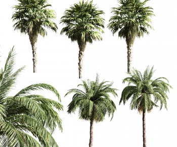 现代棕榈树，热带植物-ID:234539035