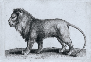 现代手绘狮子素描挂画-ID:441524982