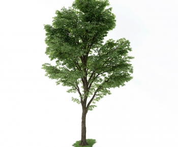 Modern Tree-ID:387161971