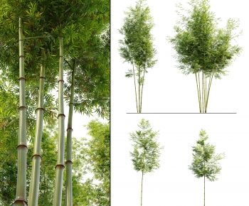 Modern Bamboo-ID:791219959