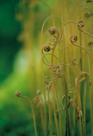 ModernBotanical Painting