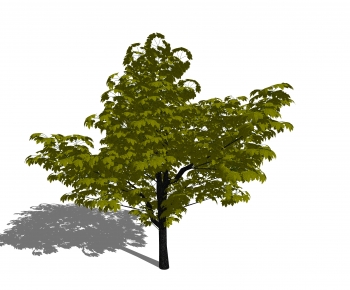 Modern Tree-ID:540061045