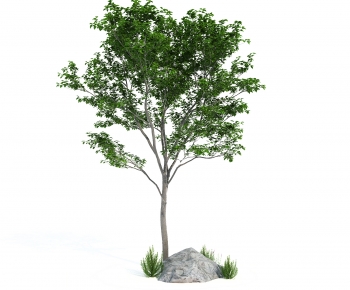 Modern Tree-ID:278603084