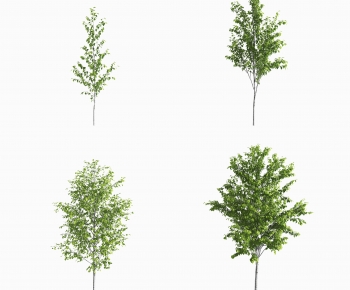 Modern Tree-ID:105158094