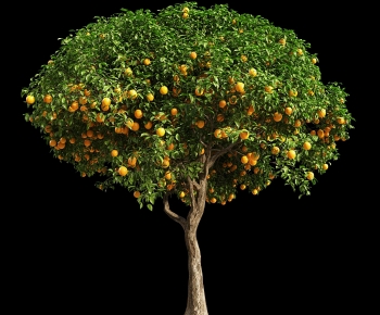 现代橘子树-ID:383601243