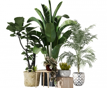 Modern Potted Green Plant-ID:504451049