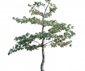 Modern Tree-ID:841794974