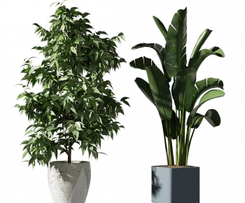 Modern Potted Green Plant-ID:973548898