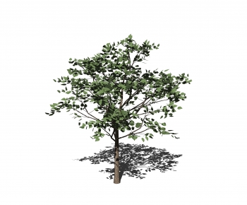 Modern Tree-ID:118158103