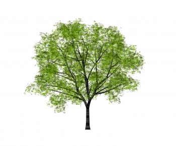 Modern Tree-ID:788347019