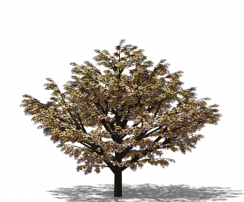Modern Tree-ID:585565095