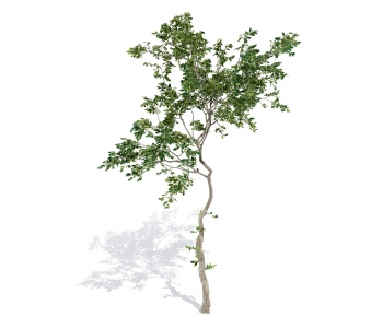 Modern Tree-ID:428720007