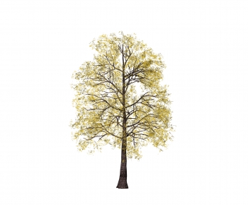 Modern Tree-ID:483702901
