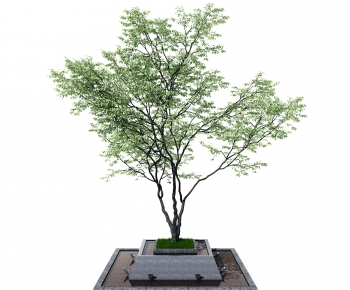 Modern Tree-ID:482815982