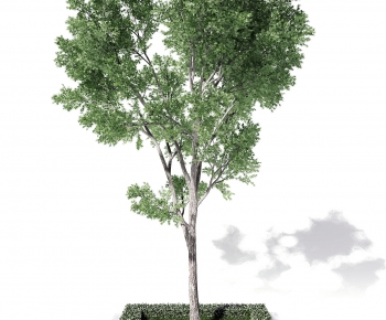 Modern Tree-ID:127414948