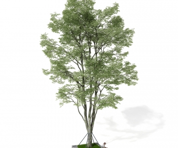 Modern Tree-ID:230977062