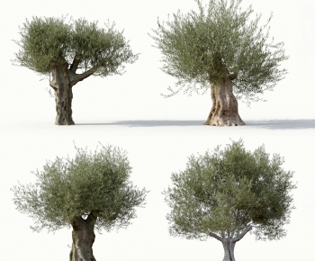 现代橄榄树-ID:850878005