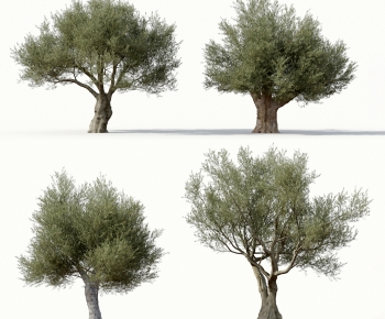 现代橄榄树-ID:180314063