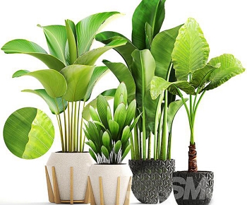 Modern Potted Green Plant-ID:593837027