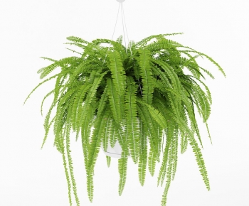 Modern Chlorophytum Comosum-ID:409843921