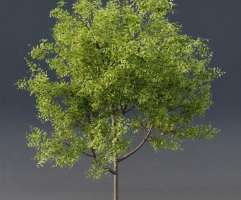 Modern Tree-ID:836353068