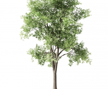 Modern Tree-ID:795125015