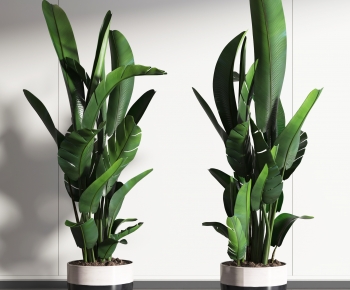 Modern Potted Green Plant-ID:906789068