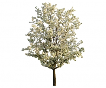 Modern Tree-ID:791934017