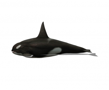现代虎鲸-ID:247526886