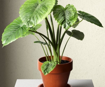 Modern Potted Green Plant-ID:950453048