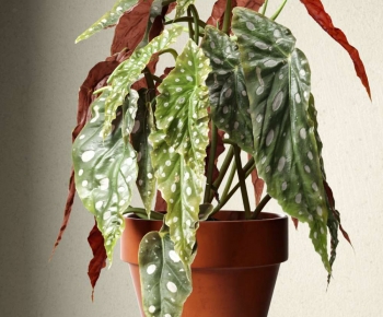 Modern Potted Green Plant-ID:737640961