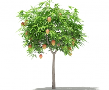 现代芒果树-ID:181776059