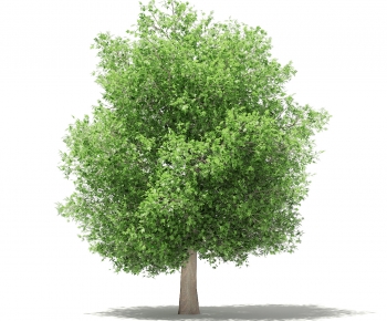 Modern Tree-ID:350129684
