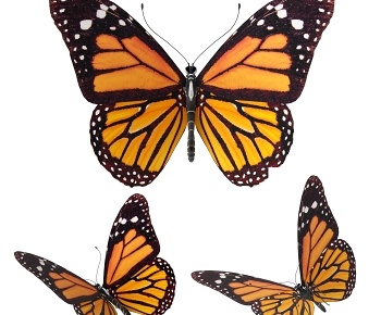 现代蝴蝶标本 飞行动物-ID:1310416