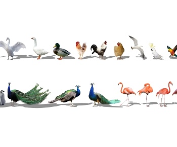 现代动物鸟类家禽 孔雀鸡鸭鹅3D模型