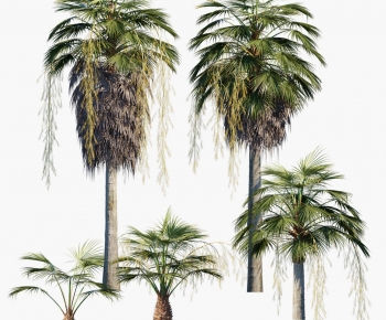 现代棕榈椰子树-ID:985791924