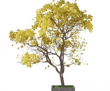 Modern Tree-ID:479352004