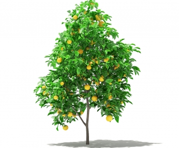 现代橙子水果果树-ID:395199061