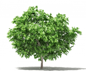 Modern Tree-ID:109719044